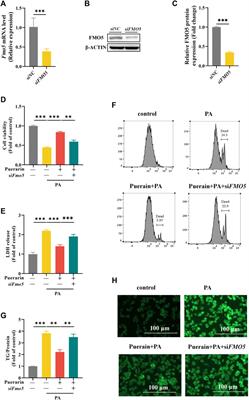Puerarin ameliorates non-alcoholic fatty liver disease by inhibiting lipid metabolism through FMO5